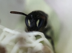 Hylaeus mesillae cressoni