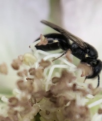 Hylaeus mesillae cressoni
