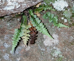 Asplenium × trudellii
