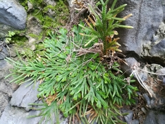 Selaginella novoleonensis
