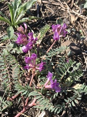 Astragalus crassicarpus