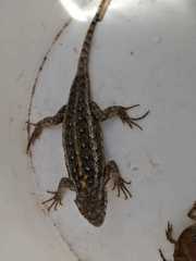Sceloporus cautus