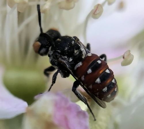 Calliopsis Cuckoo Nomad Bee photo 2