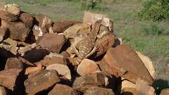 Varanus albigularis microstictus