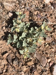 Acleisanthes nevadensis