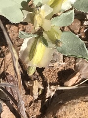 Acleisanthes nevadensis