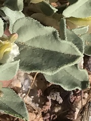 Acleisanthes nevadensis