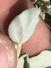 Acleisanthes nevadensis