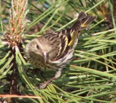 Spinus pinus