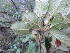 Weinmannia rollottii