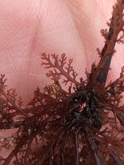 Microcladia coulteri