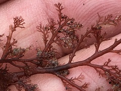 Microcladia coulteri