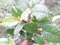 Weinmannia rollottii