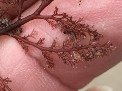 Microcladia coulteri