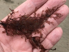 Microcladia coulteri