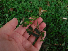 Phyllanthus tenellus image