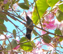 Cynanthus latirostris