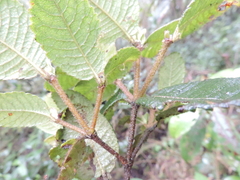 Weinmannia rollottii