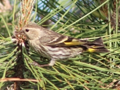 Spinus pinus
