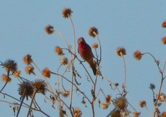 Haemorhous mexicanus