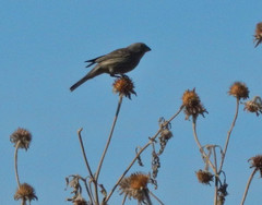 Haemorhous mexicanus