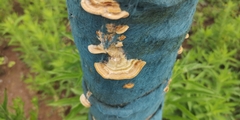 Trametes