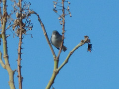 Polioptila caerulea