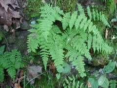 Cystopteris tennesseensis