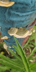 Trametes
