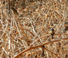 Sporophila torqueola
