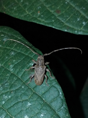 Genus Furona · iNaturalist