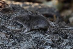 Sorex ornatus