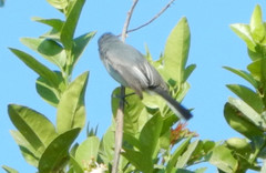 Polioptila caerulea