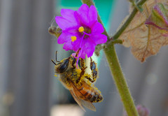 Apis mellifera