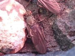 Oedoparena