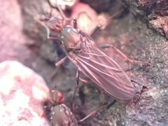 Oedoparena