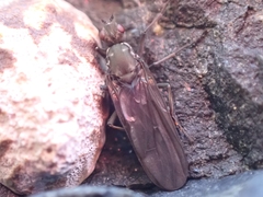Oedoparena