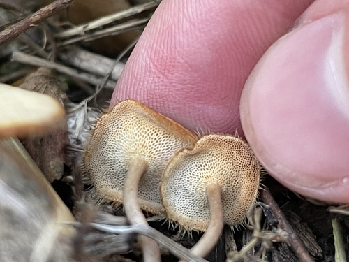 Spring Polypore (Lentinus arcularius)