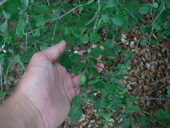 Crataegus flava