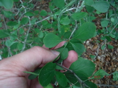 Crataegus flava