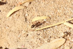 Myrmecocystus