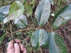 Zanthoxylum quinduense