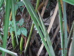 Ormenaria rufifascia