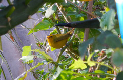 Cardellina pusilla