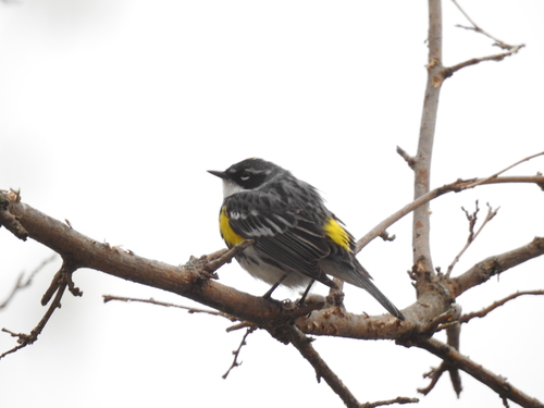 Yellow-rumped Warbler photographed in Ohio