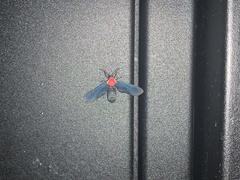 Psoloptera thoracica