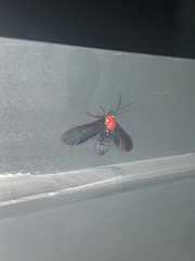 Psoloptera thoracica