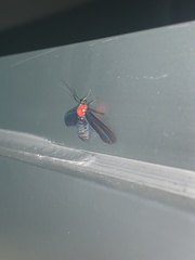 Psoloptera thoracica