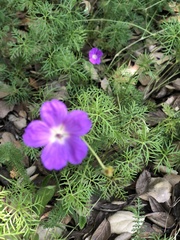 Geranium incanum