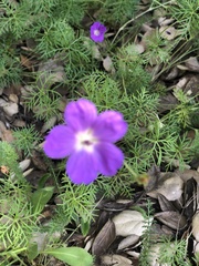Geranium incanum